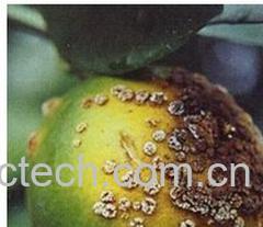 果蔬百科柑橘溃疡病-0