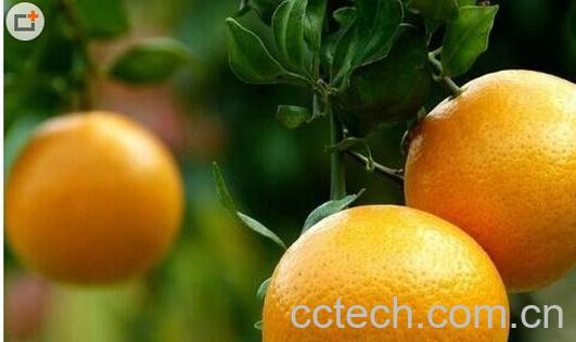 果蔬百科柑橘-0
