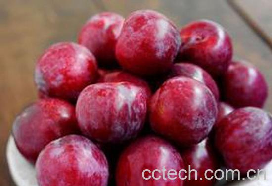 果蔬百科李子的营养价值-0