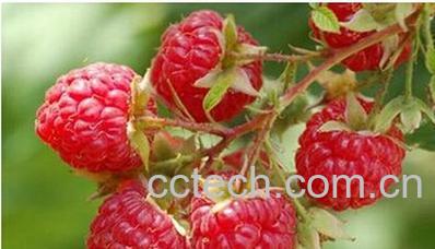 果蔬百科覆盆子-0
