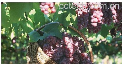 果蔬百科提子-0