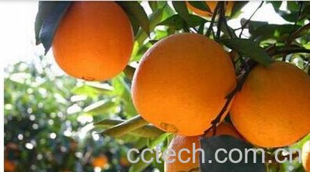 果蔬百科柑橘病病虫害防治-0
