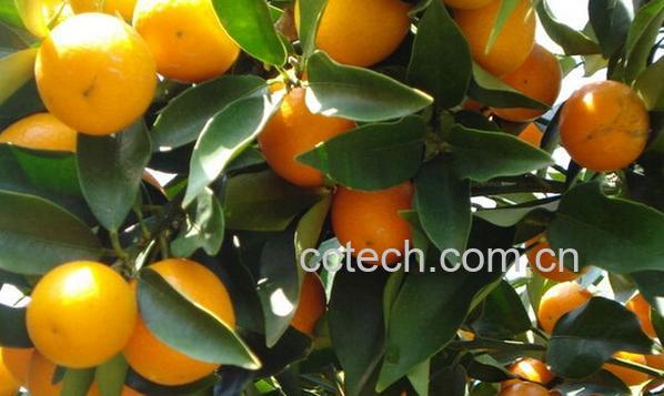 果蔬百科糖尿病人可以吃柑橘吗-0