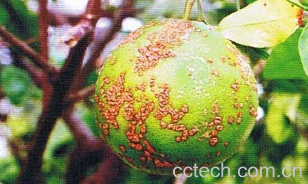 果蔬百科柑橘-0