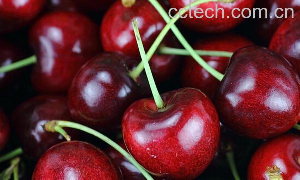 果蔬百科车厘子-0