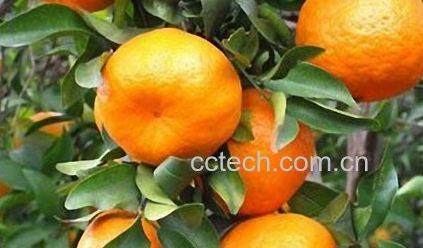 果蔬百科柑橘-0