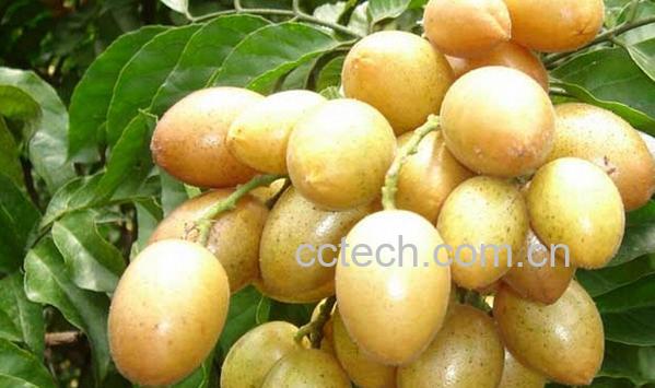 果蔬百科黄皮-0