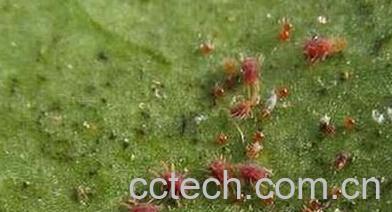 果蔬百科如何防治柑橘红蜘蛛-0