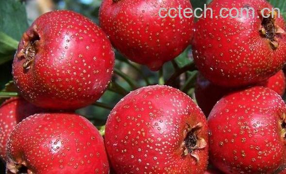 果蔬百科孕妇不能吃什么水果-0