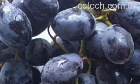 果蔬百科黑加仑-0