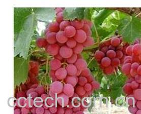 果蔬百科红提-0