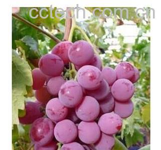 果蔬百科美国黑提的营养价值-0