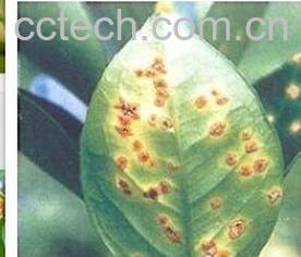 果蔬百科柑橘溃疡病-0