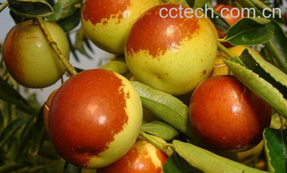 果蔬百科冬枣-0