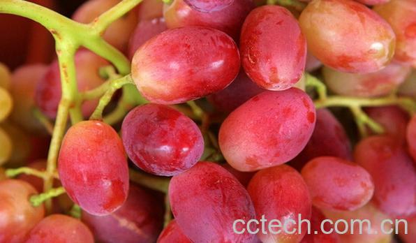 果蔬百科提子-0