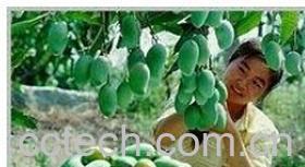 果蔬百科芒果-0