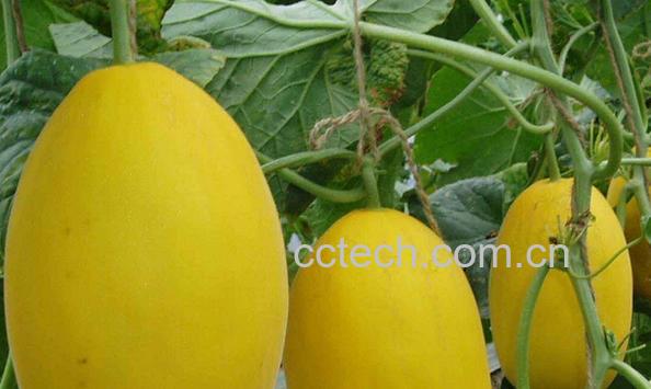果蔬百科甜瓜-0