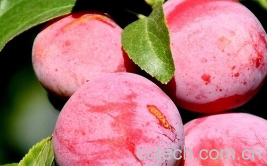 果蔬百科梅子仁-0