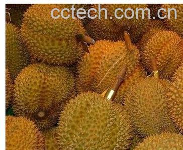 果蔬百科榴莲-0