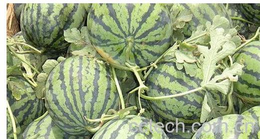 果蔬百科如何挑选好西瓜-0