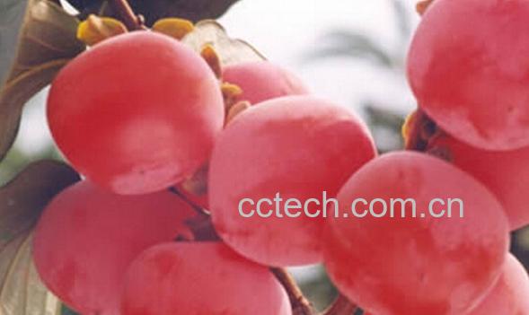 果蔬百科柿子和什么食物相克-0