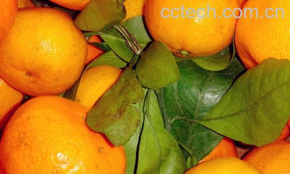 果蔬百科桔子吃了有什么好处-0