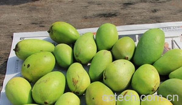 果蔬百科催熟青芒果-0