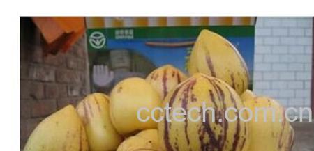 果蔬百科人参果-0