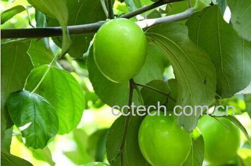 果蔬百科青枣-0