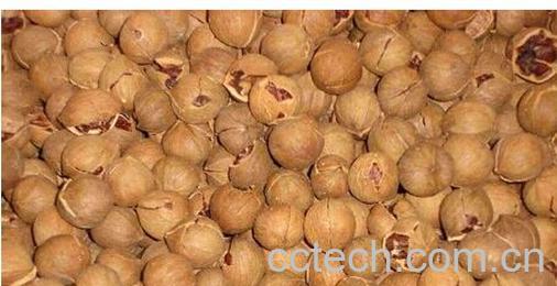 果蔬百科山核桃-0