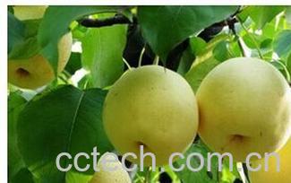 果蔬百科生梨-0