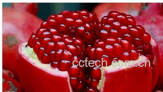 果蔬百科石榴-0