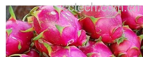 果蔬百科火龙果-0