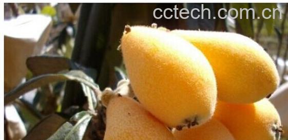 果蔬百科枇杷-0