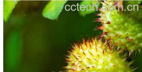 果蔬百科刺梨-0