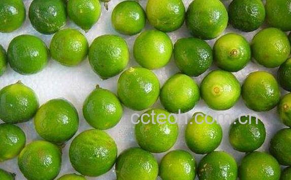 果蔬百科青桔子-0