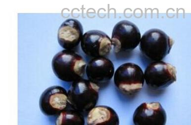 果蔬百科龙眼核-0