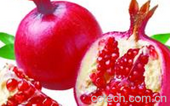 果蔬百科石榴-0