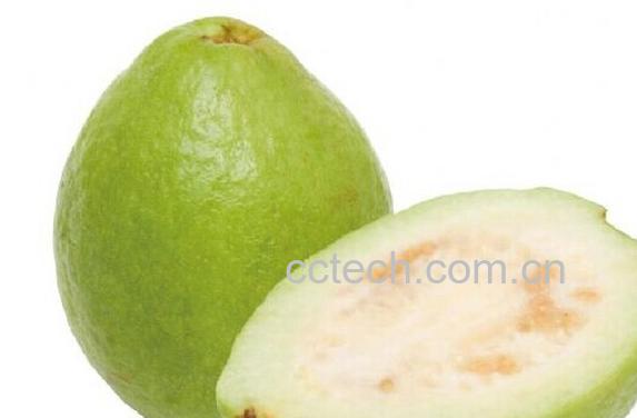 果蔬百科番石榴-0