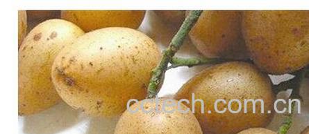 果蔬百科黄皮酒-0