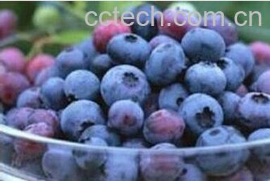 果蔬百科蓝莓-0