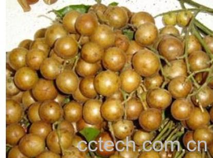 果蔬百科黄皮根-0