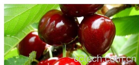 果蔬百科樱桃汁-0