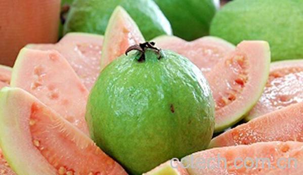 果蔬百科番石榴-0