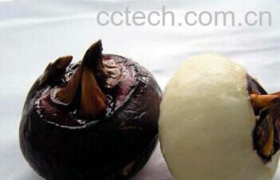 果蔬百科马蹄-0