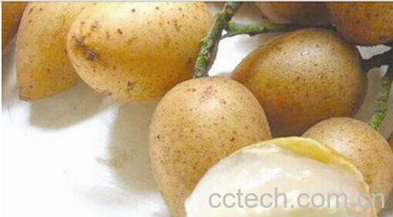 果蔬百科黄皮-0