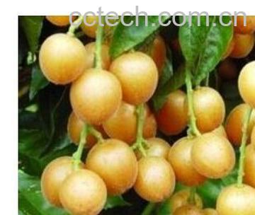 果蔬百科地黄皮-0