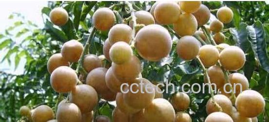 果蔬百科黄皮-0