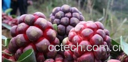 果蔬百科布福娜-0