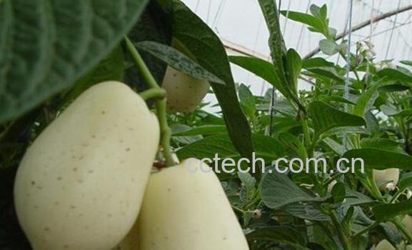 果蔬百科人参果-0